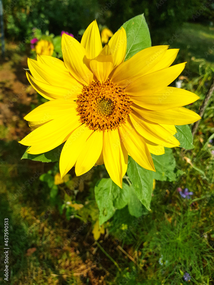 yellow flowers in the garden yellow flowers in the garden