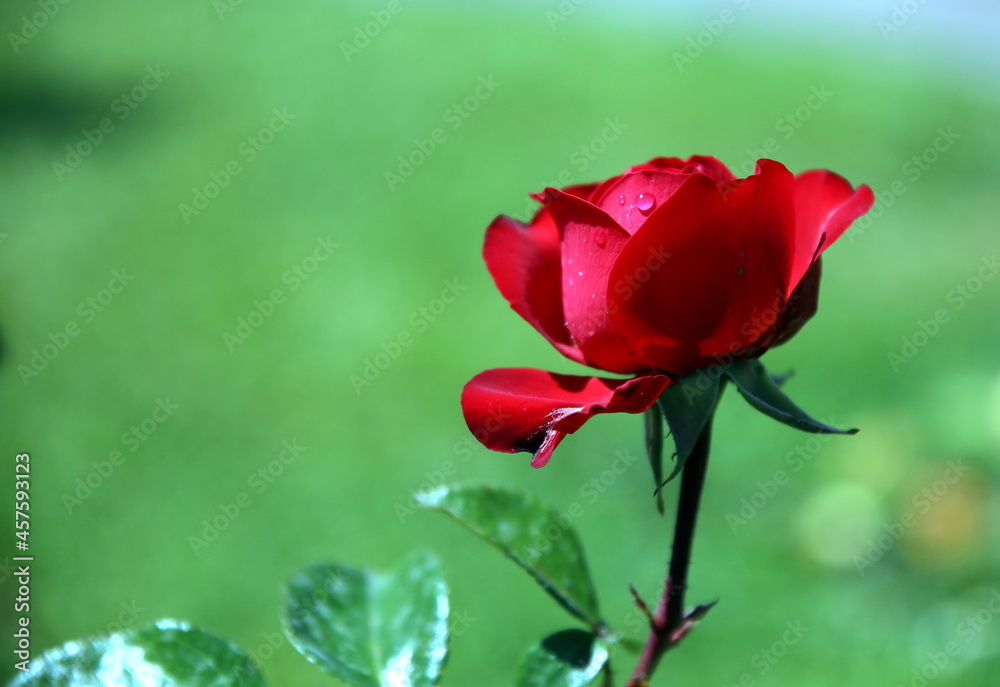 Close-up of a red rose bud against the green blurred background Close-up of a red rose bud against the green blurred background