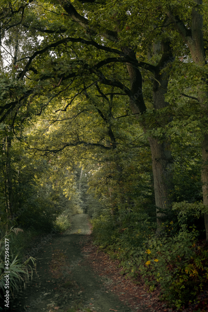 Obraz premium Fantasy green road to magic dark fairy tale forest.