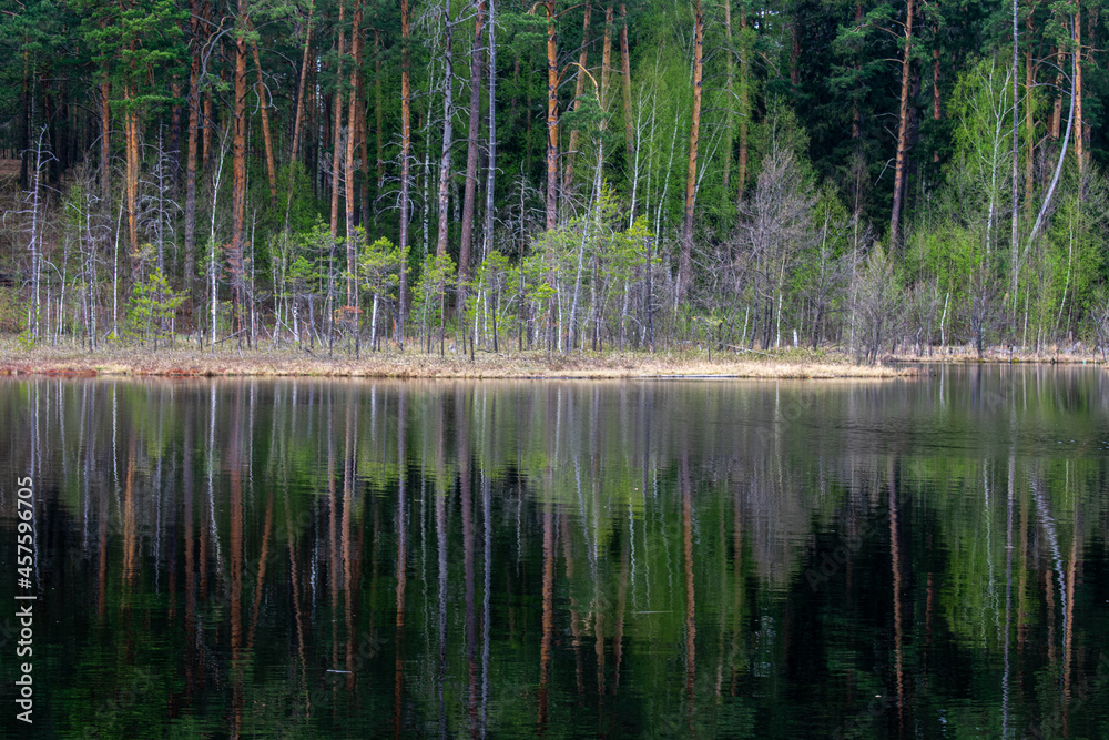 beautiful forest shore of the lake in summer