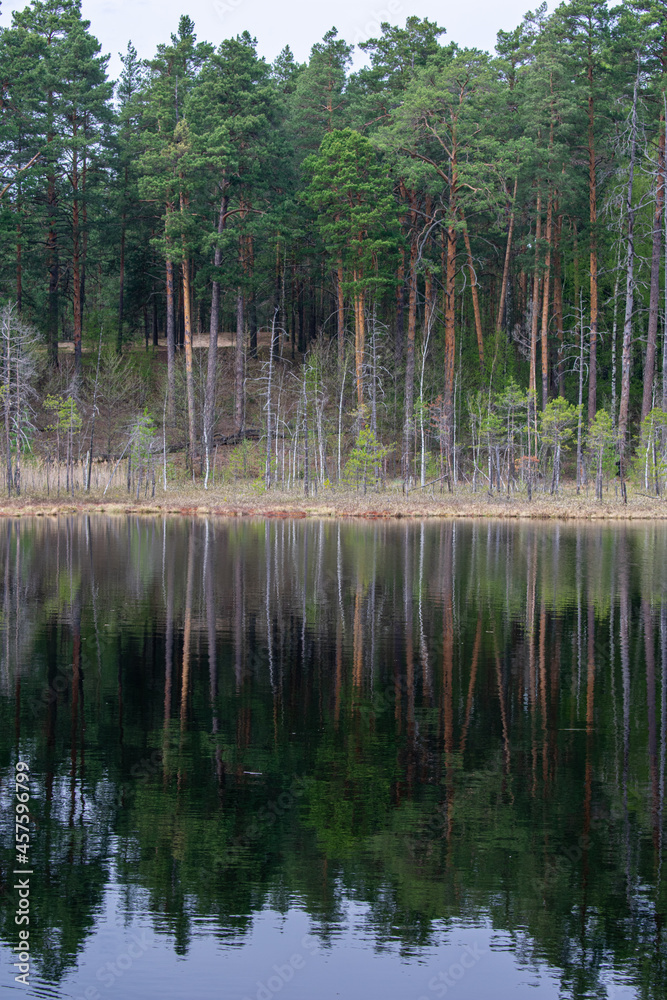 beautiful forest shore of the lake in summer