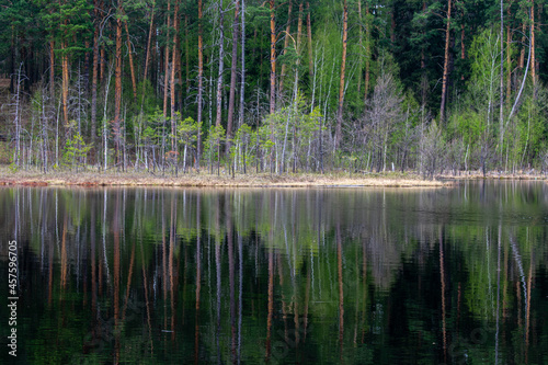beautiful forest shore of the lake in summer