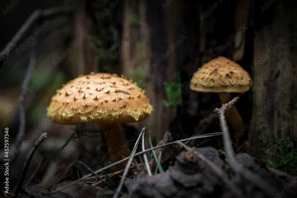 A beautiful fly agaric in the forest. Photo of mushrooms. The kingdom of mushrooms. Macrophotography. Natural background. A beautiful fly agaric in the forest. Photo of mushrooms. The kingdom of mushrooms. Macrophotography. Natural background.