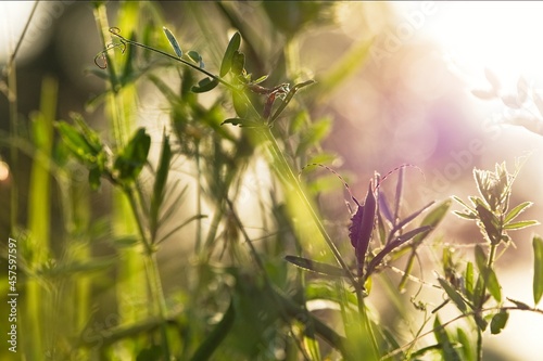 Agapanthia villosoviridescens Green grass abstract blurred background. beautiful young grass in sunlight rays. green leaf macro. Summer. Golden hour. Bug on a leaf.  photo