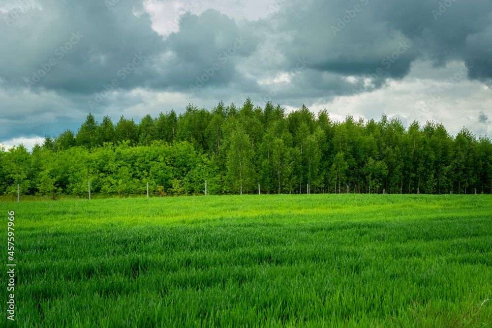 Green field, forest and gray clouds on the sky Green field, forest and gray clouds on the sky