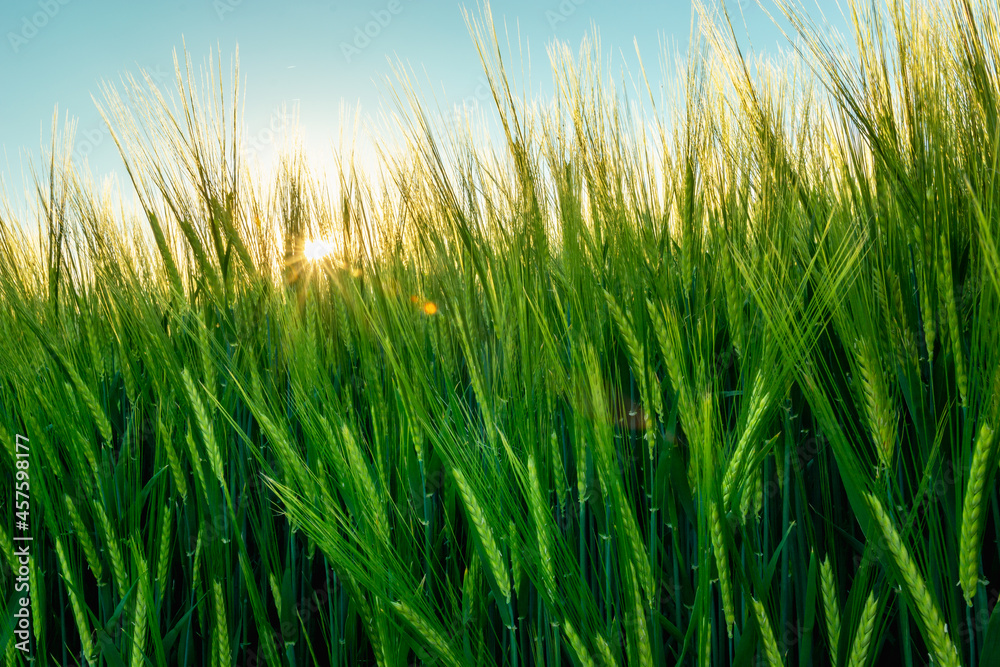 The green ears of barley and the glare sun