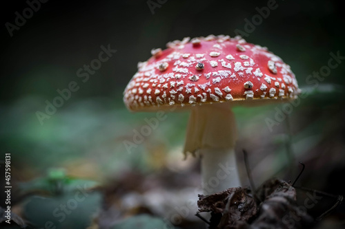 Fly agaric in the forest. Mushroom close-up.