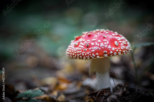A big red fly agaric in the forest. Mushroom close-up. Natural background.