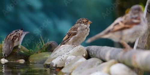 Juvenile sparrows at a bird watering hole. Moravia. Europe. 