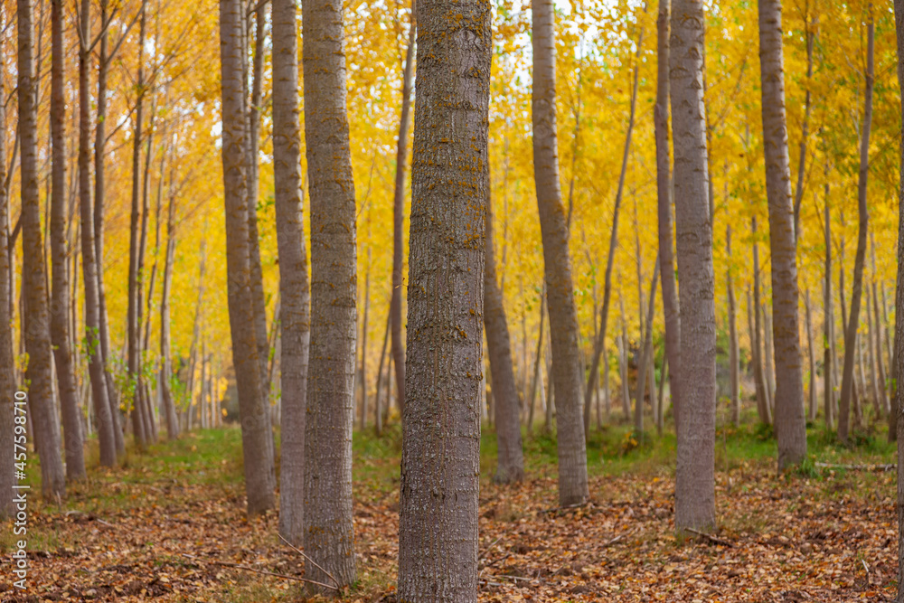 autumn in the forest autumn in the forest