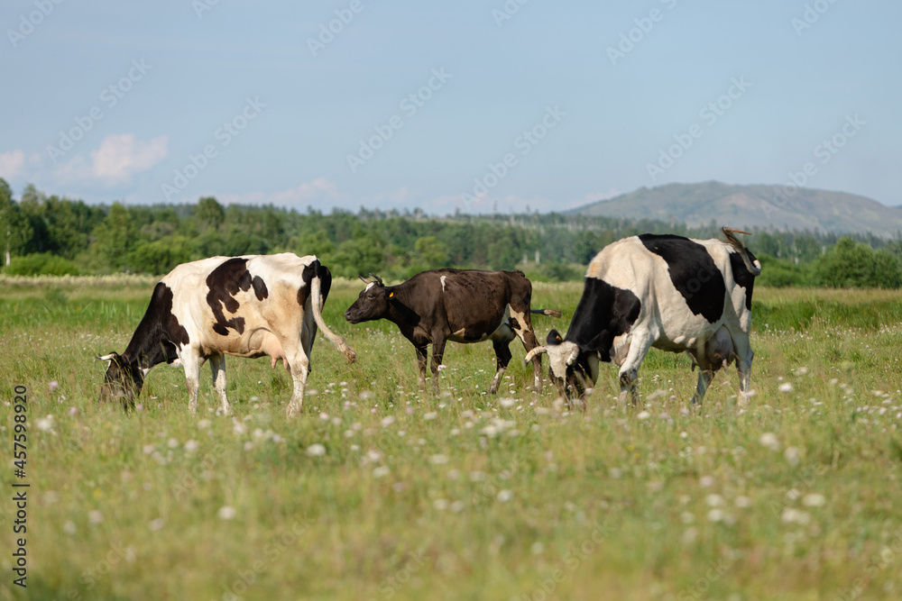 Three cows graze in the meadow.