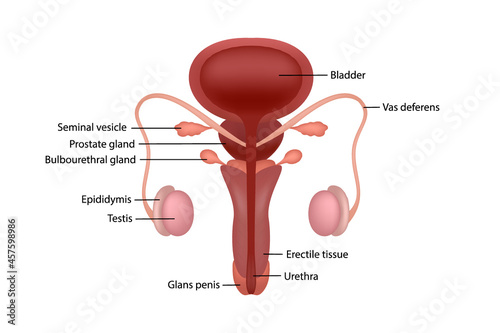 Cut-away diagram of male human reproductive system with description in English photo
