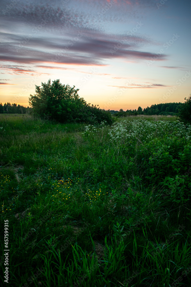 gentle and beautiful sunrise in the field in summer