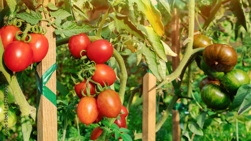 Fotografija Tomatoes on a branch close-up in a vegetable garden