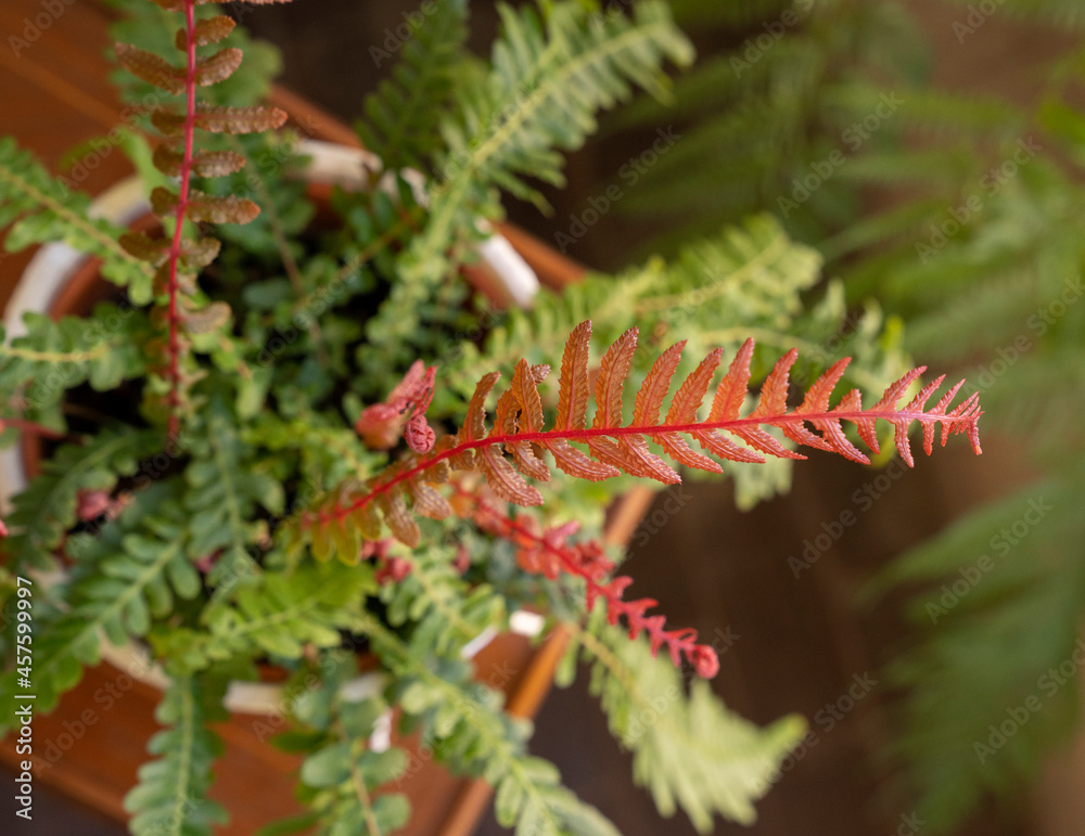 Exotic ferns. Top view of Doodia media bracken, also known as Rasp fern, green and red fronds, growing on a pot in the urban garden. Exotic ferns. Top view of Doodia media bracken, also known as Rasp fern, green and red fronds, growing on a pot in the urban garden.