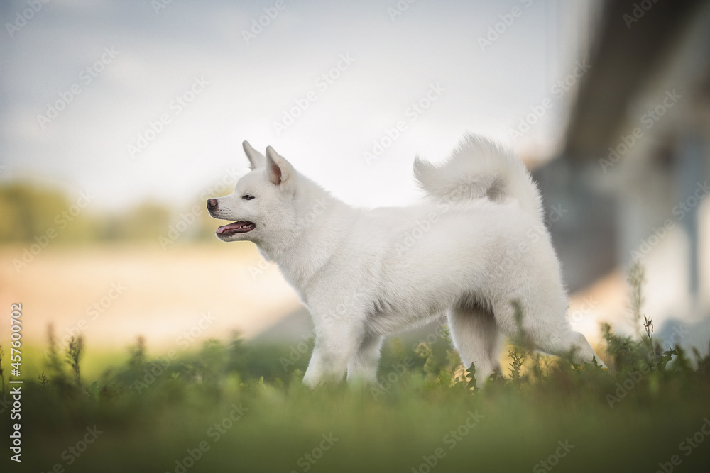 Funny white female Akita Inu with an open mouth and a fluffy tail walking among the green grass against the blue sky and a fragment of the city bridge Funny white female Akita Inu with an open mouth and a fluffy tail walking among the green grass against the blue sky and a fragment of the city bridge