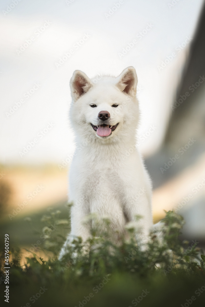 Funny white female Akita Inu with protruding tongue and pink ears sitting among green grass and small white flowers against the background of the blue sky and a fragment of the city bridge