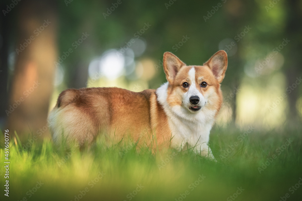 Funny welsh corgi pembroke with his tongue hanging out standing among the grass in the forest against the background of a summer sunset landscape Funny welsh corgi pembroke with his tongue hanging out standing among the grass in the forest against the background of a summer sunset landscape