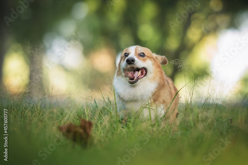 Funny and crazy welsh corgi pembroke with his tongue hanging out jumping among the grass in the forest and looking directly into the camera against the background of a summer sunset landscape