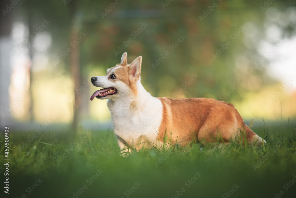 Funny welsh corgi pembroke with his tongue hanging out standing among the grass in the forest against the background of a summer sunset landscape Funny welsh corgi pembroke with his tongue hanging out standing among the grass in the forest against the background of a summer sunset landscape