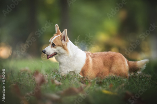 Funny welsh corgi pembroke with his tongue hanging out standing among the grass in the forest against the background of a summer sunset landscape