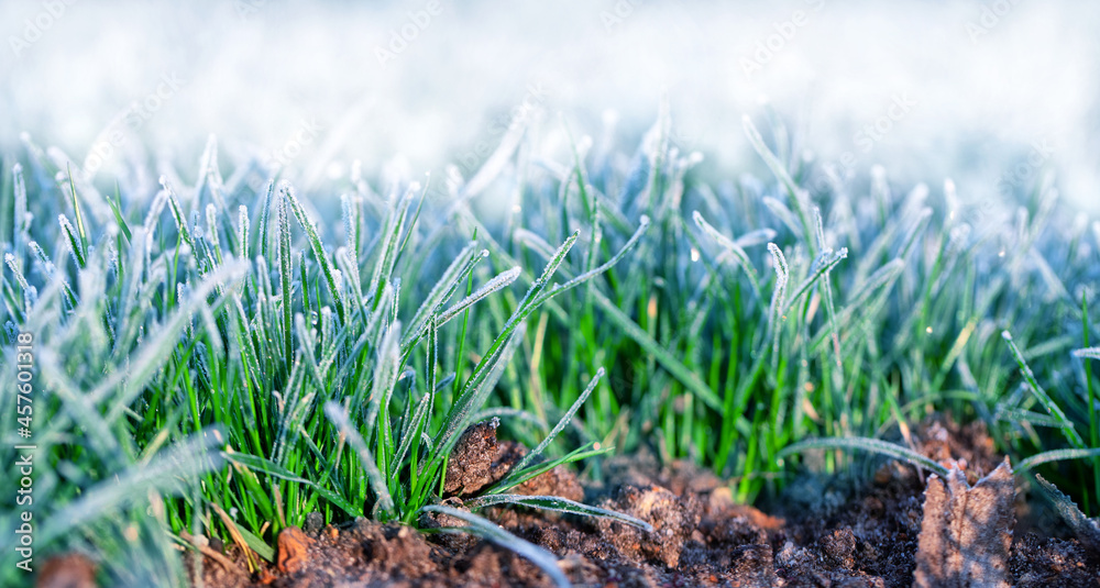 Morning frost on young grass with place for text. Morning frost on young grass with place for text.