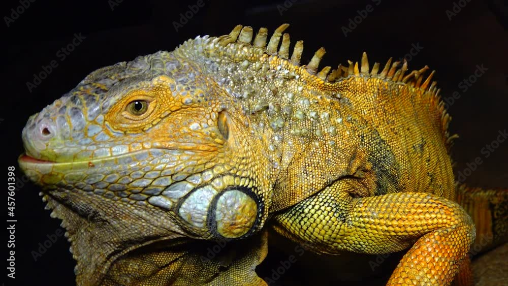 The green iguana, common iguana (Iguana iguana) The green iguana, common iguana (Iguana iguana)