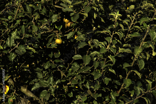 Closeup of egremont russet growing on a tree under the sunlight photo