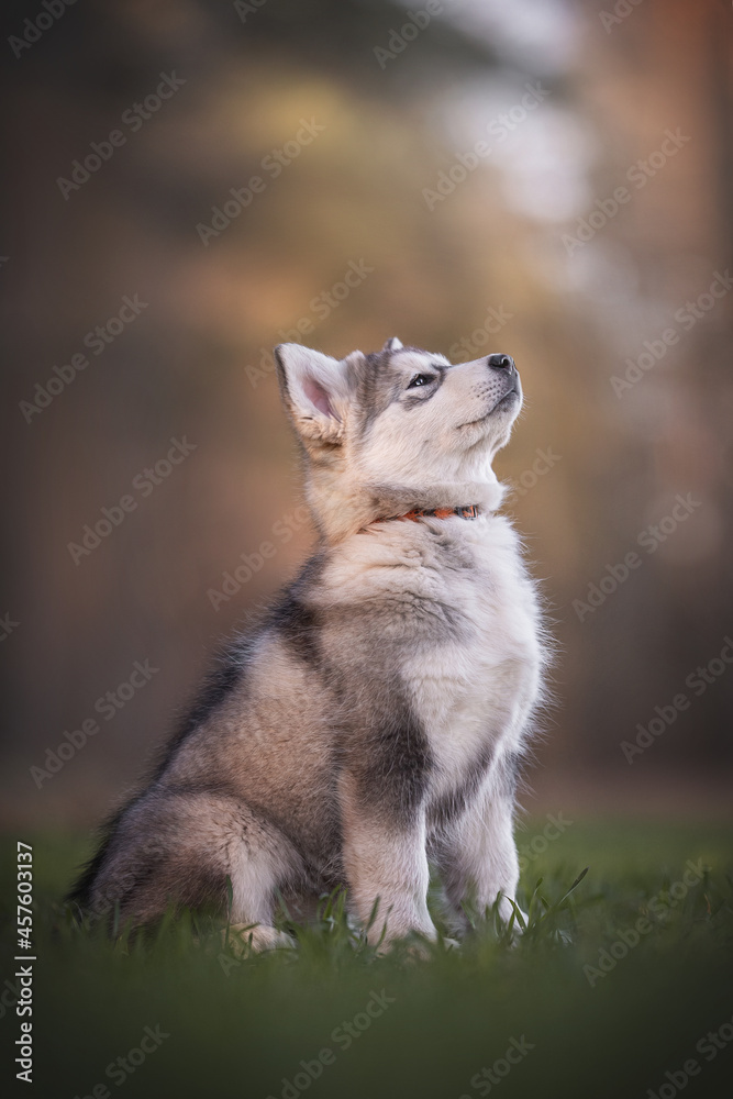 Obraz premium Three-month-old puppy of Alaskan malamute sitting in profile among the spring green grass against the background of a pine forest and sunset