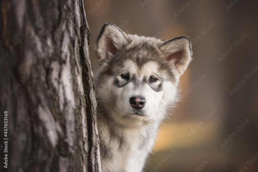 Classic close-up portrait of a three-month-old puppy of Alaskan Malamute on a background of a pine forest and a fiery sunset