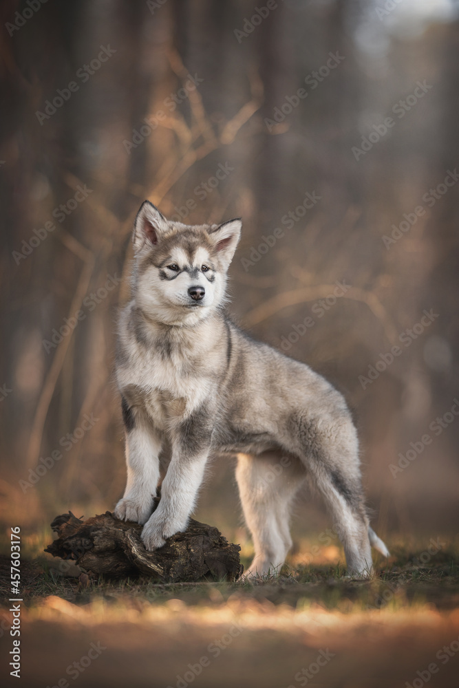 A three-month-old puppy of Alaskan malamute standing with its front paws on a snag among the dried spring grass against a pine forest and a fiery sunset A three-month-old puppy of Alaskan malamute standing with its front paws on a snag among the dried spring grass against a pine forest and a fiery sunset