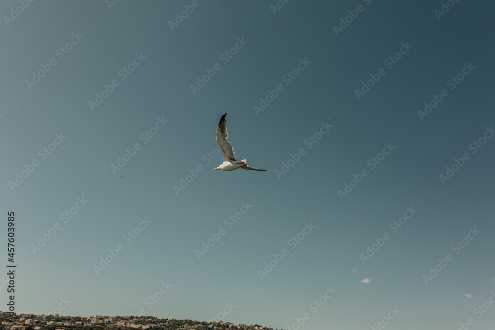 Naklejka premium seagull in flight