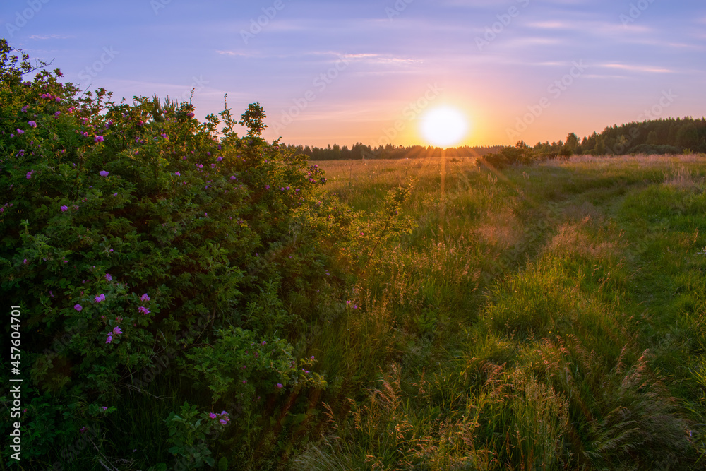 bright summer sunrise in the field