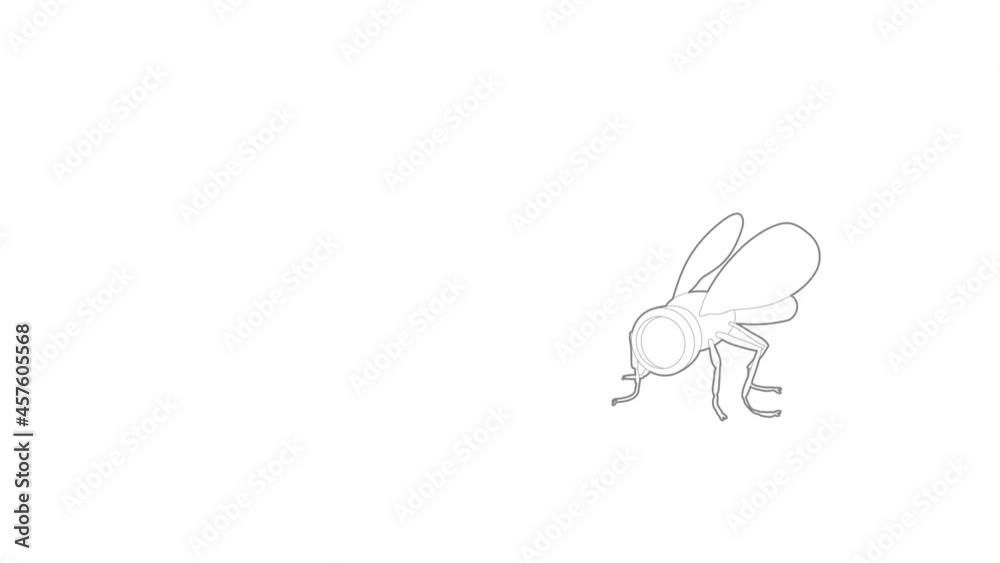 Spy fly icon animation best outline object on white background Spy fly icon animation best outline object on white background