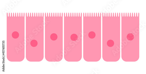 Epithelium of nasal mucosa