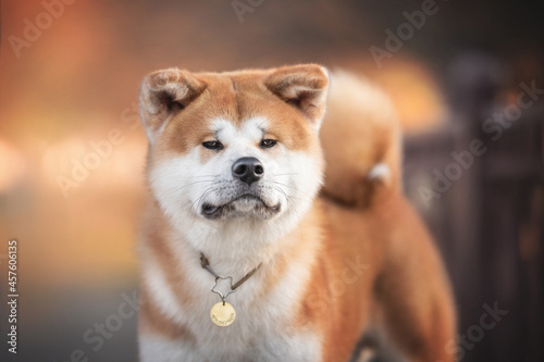 A classic close-up portrait of male Akita inu on the background of bright autumn landscape
