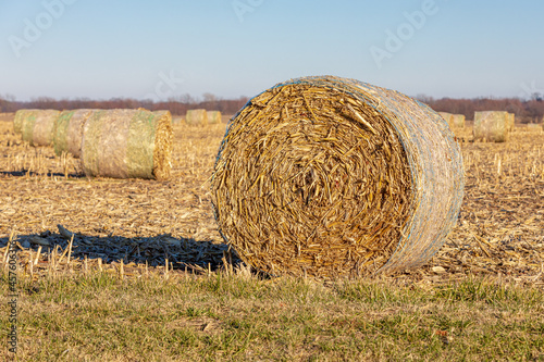 Corn stover bale in cornfield. Cattle feed, farming, biofuel and agriculture concept
