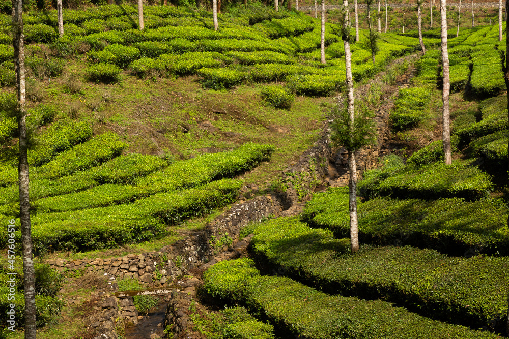 Teeanbau in Indien. Teeplantage in Kerala.