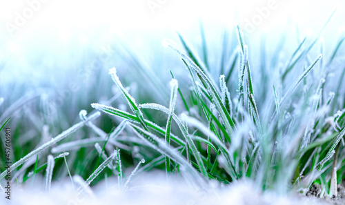 Morning frost on young grass with place for text.