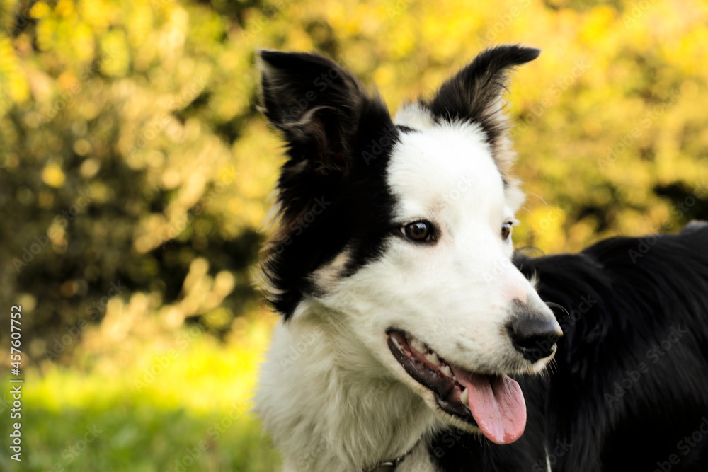 border collie