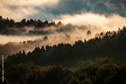 Fototapeta Naklejka Na Ścianę i Meble -  Pine forest in the mist and clouds