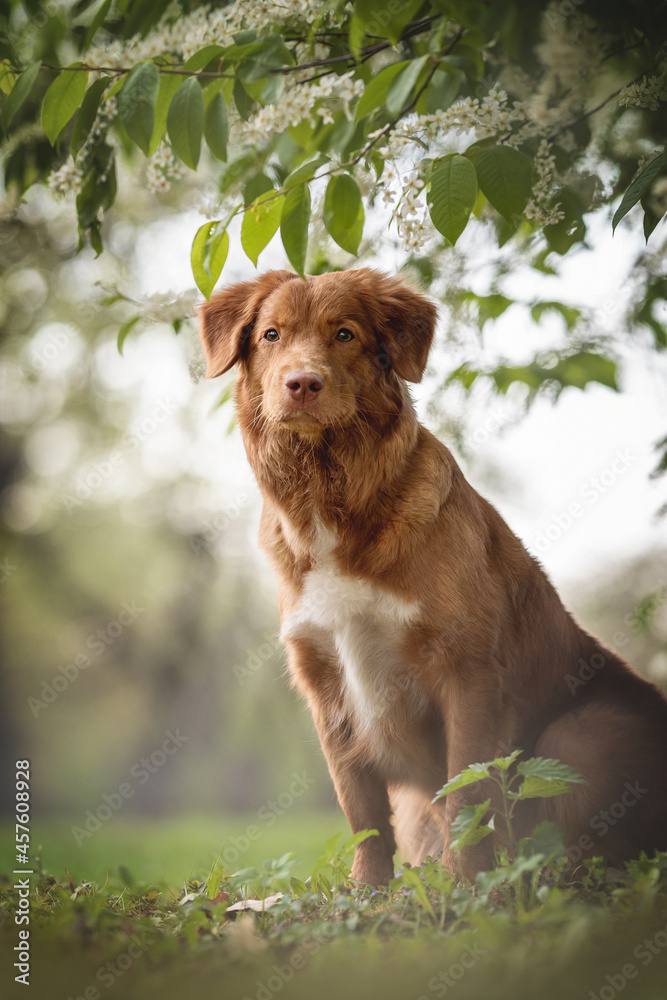 Nova scotia duck tolling retriever sitting under a tree surrounded by beautiful nature