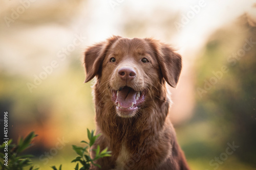 Attentive toller with open mouth on a background of summer greenery Close-up portrait