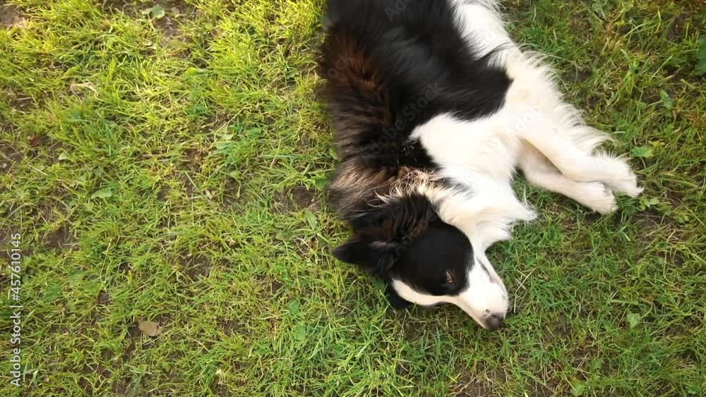 Outdoor portrait of cute smiling puppy border collie lying down on grass, park background. Little dog with funny face in sunny summer day outdoors. Pet care and funny animals life concept Outdoor portrait of cute smiling puppy border collie lying down on grass, park background. Little dog with funny face in sunny summer day outdoors. Pet care and funny animals life concept