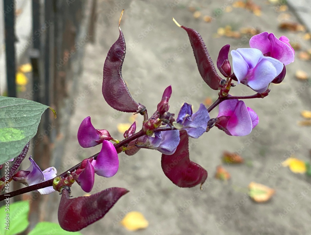 Hyacinth bean plant Lablab purpureus twining vine with purplish stems