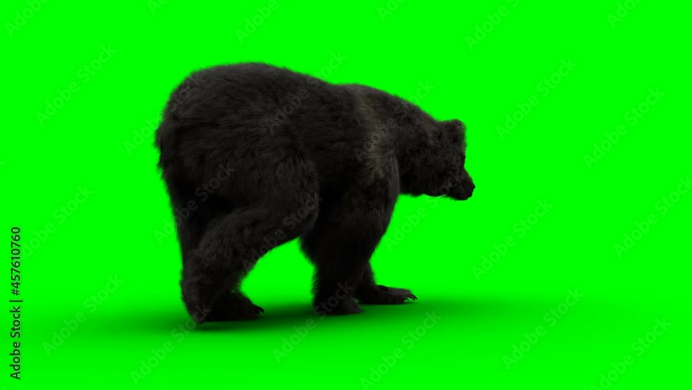 Walking bear. Green screen realistic animation. Walking bear. Green screen realistic animation.