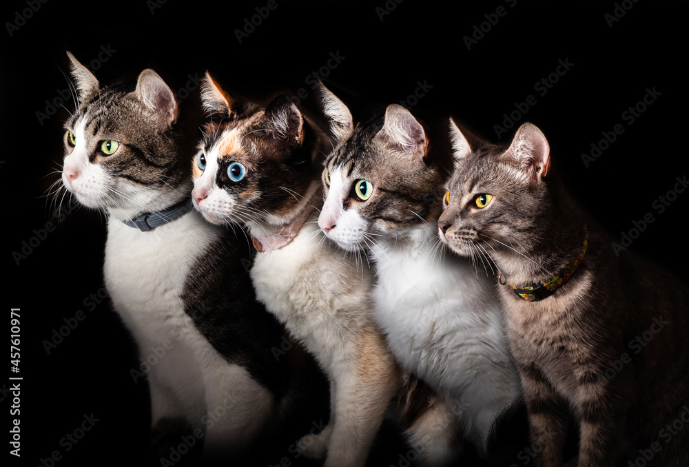 four cute kittens with black background