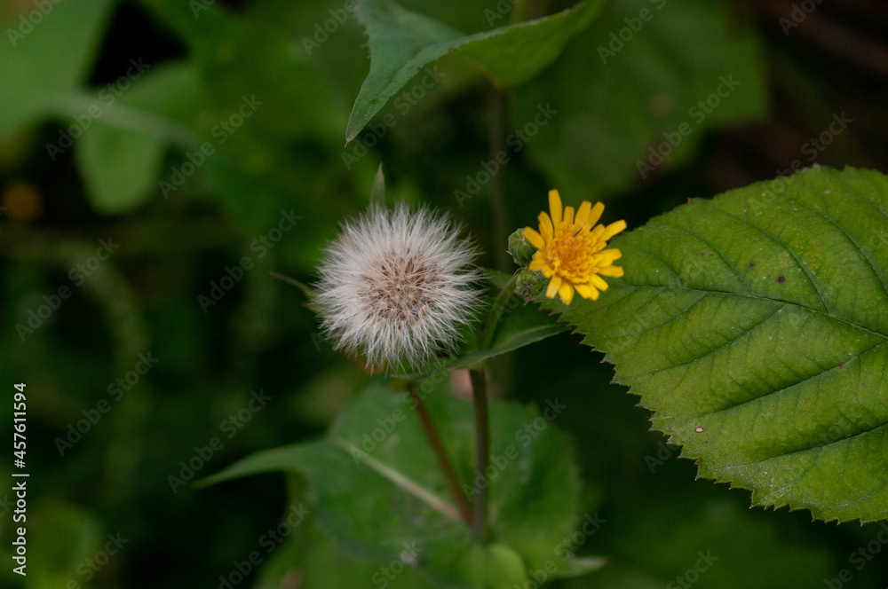 dandelion in bloom
