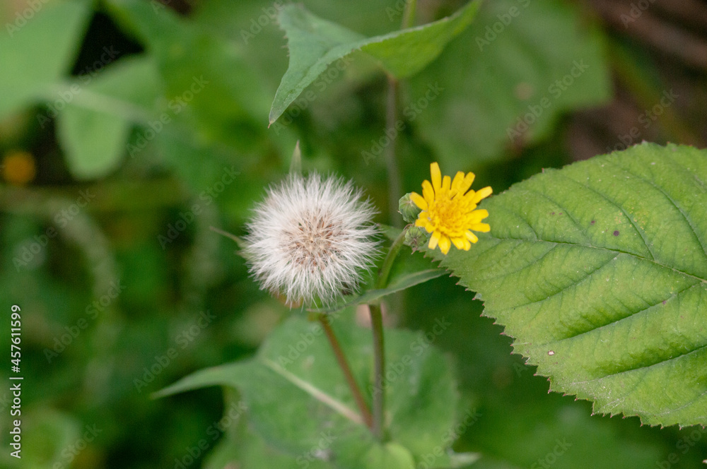 dandelion in bloom dandelion in bloom