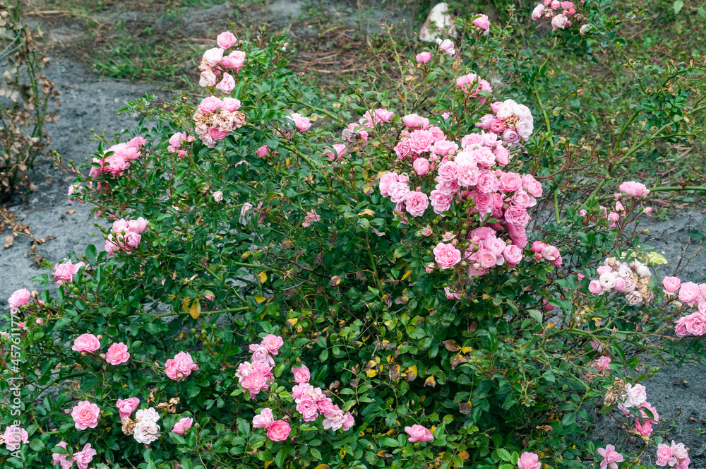 Fototapeta premium pink roses in the garden